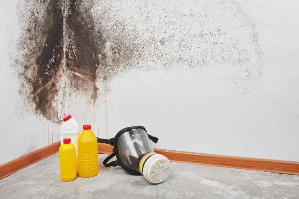 Professional Mold Removal in Wailea, HI