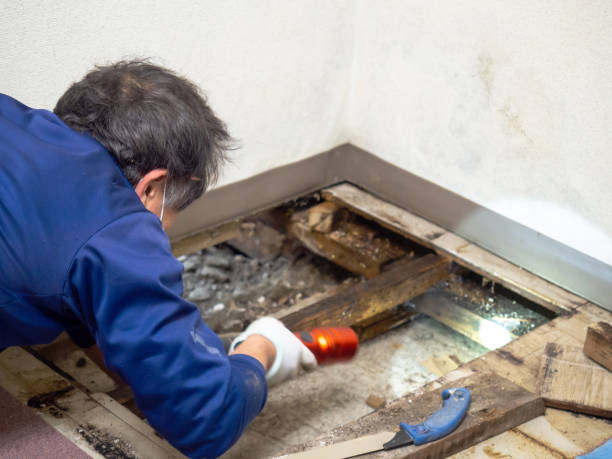 Home Mold Removal in Wailea, HI