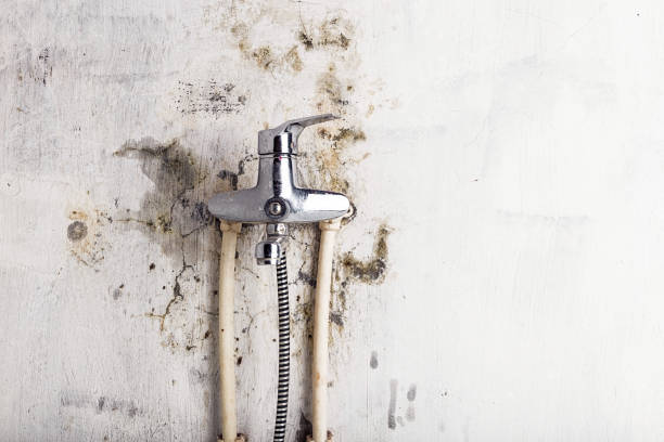 Best Water Damage Restoration  in Wailea, HI