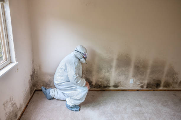 Best Toxic Mold Removal  in Wailea, HI