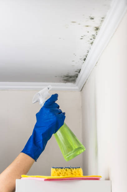 Best Mold Damage Repair  in Wailea, HI